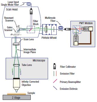 Confocal Microscope Schematic